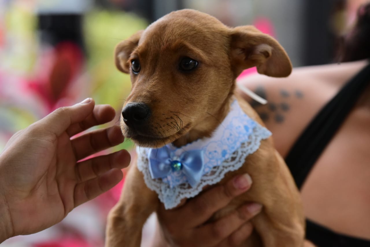 Campanha De Ado O De Animais Acontece No Centro De Maric Neste