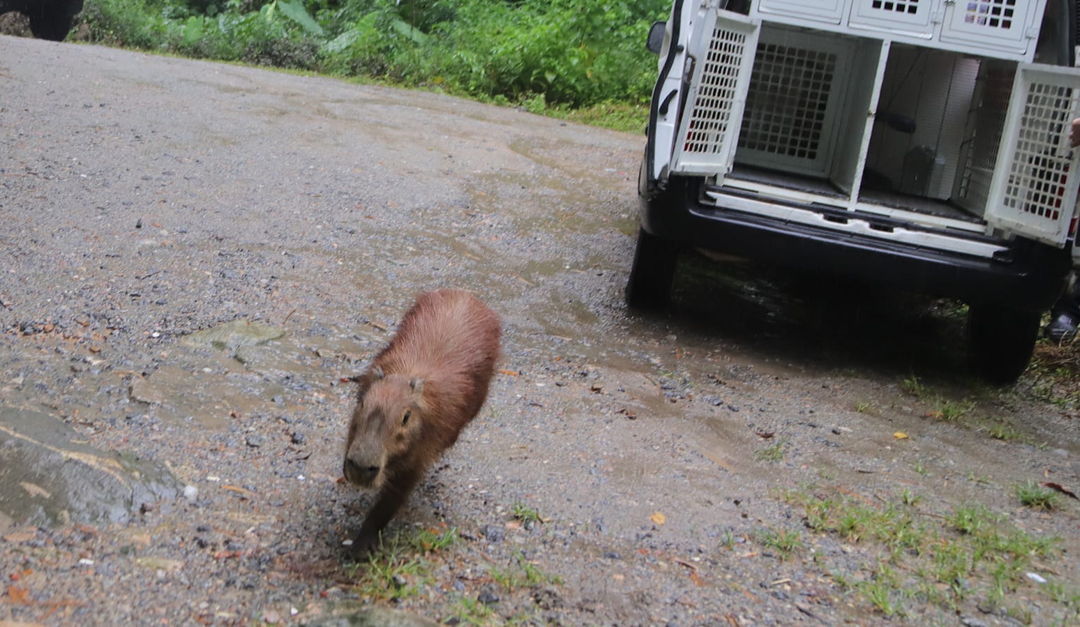 Animais de Poder  Capivaras, Fotos de capivara, Animais silvestres