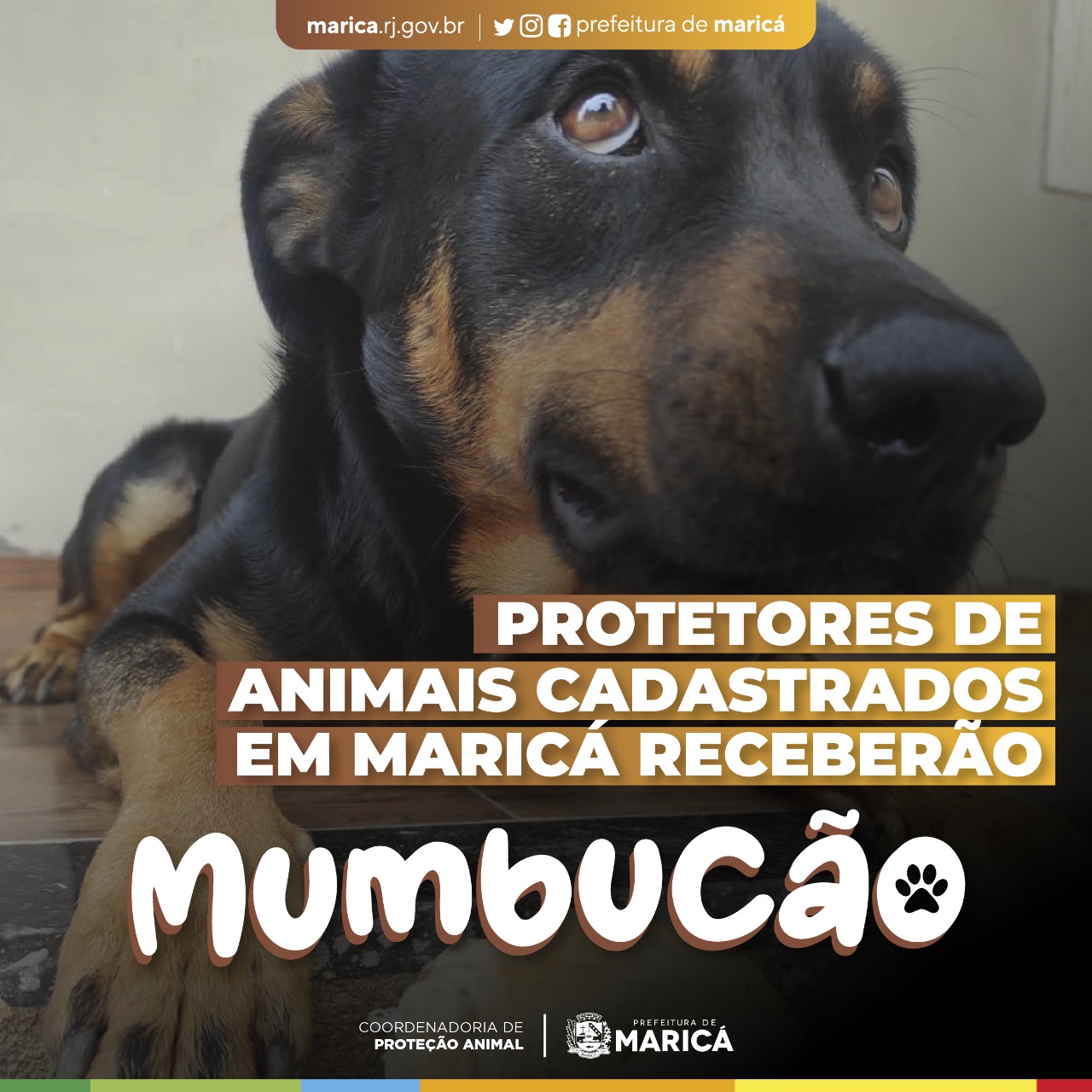 Mumbucão: Conheça o novo programa de apoio a protetores e adotantes de cães  e gatos do município - Prefeitura de Maricá